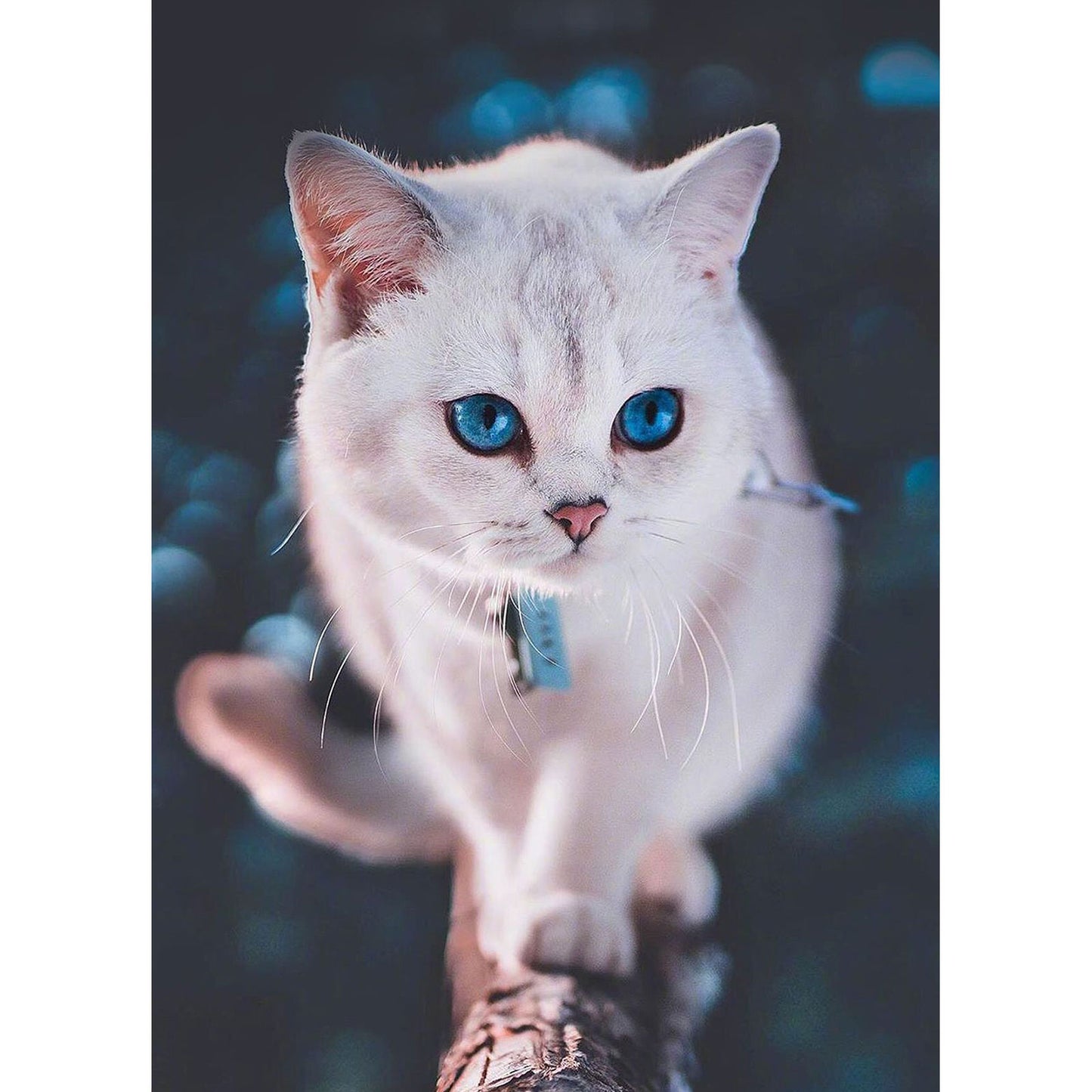 Blue-eyed fluffy kitten
