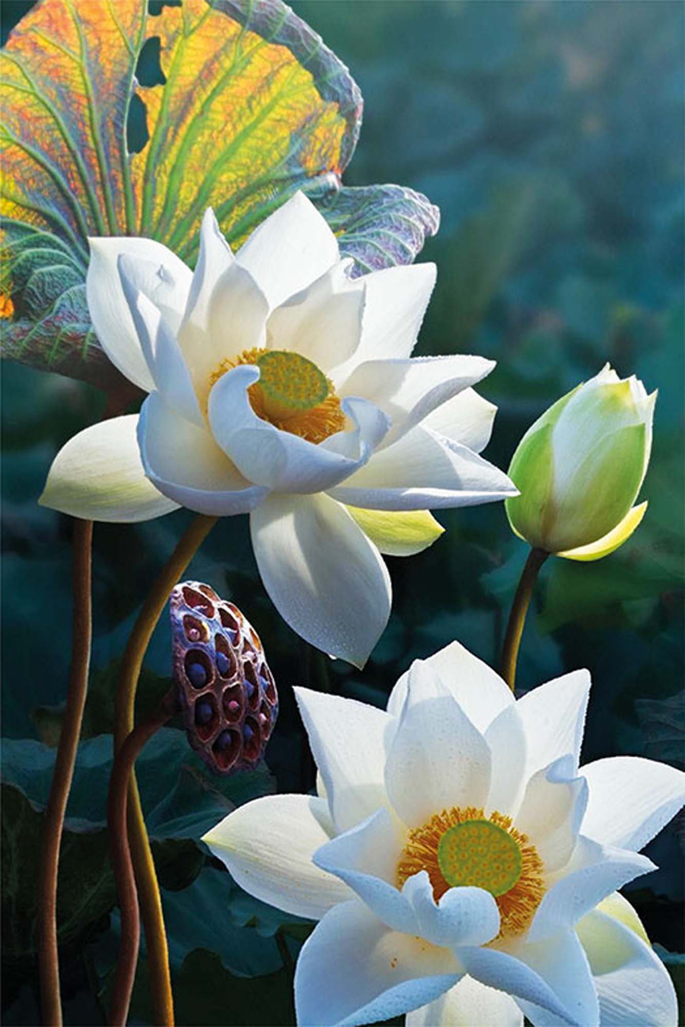 Tender Lotus