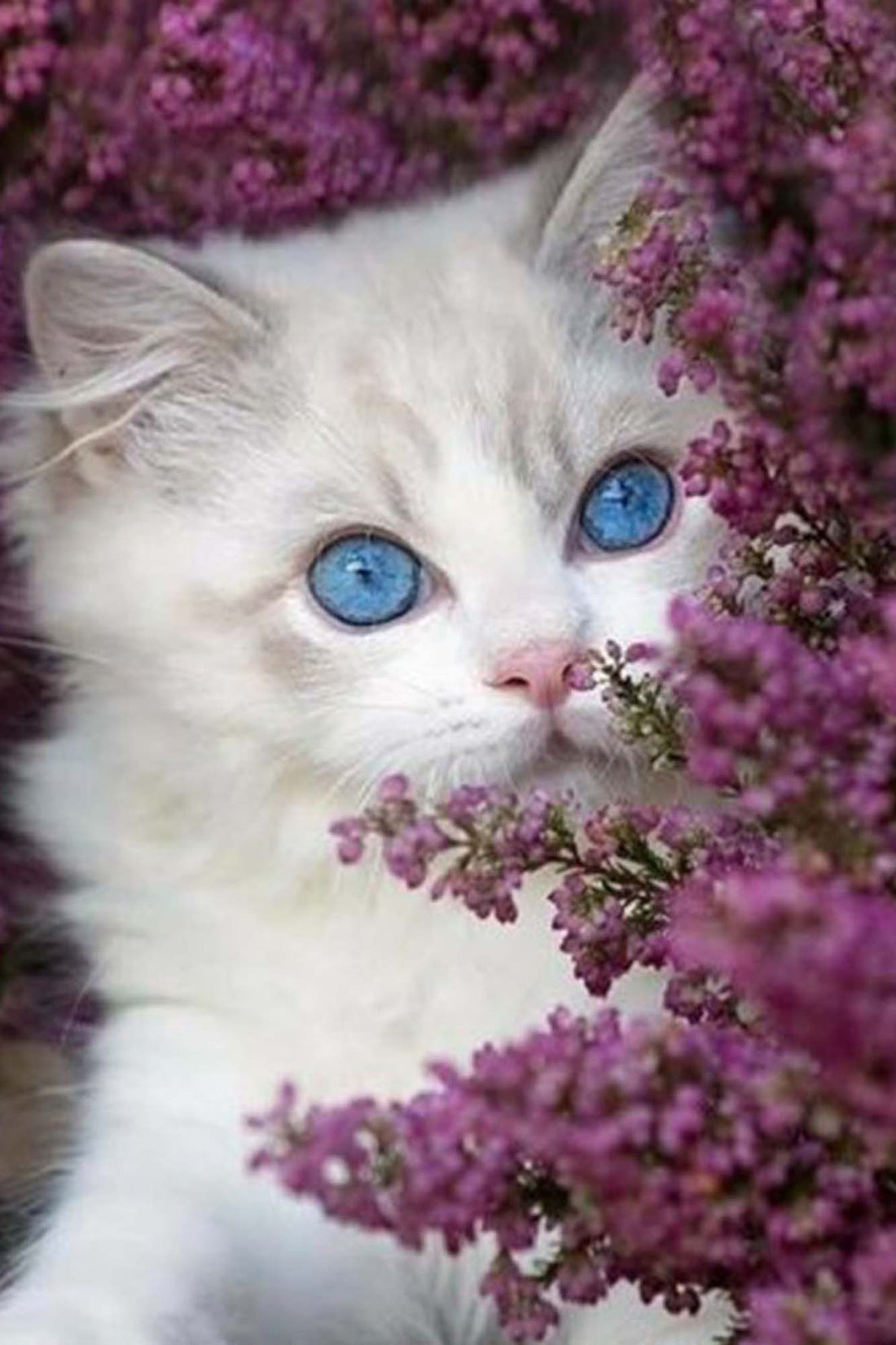 Glance of Lilac