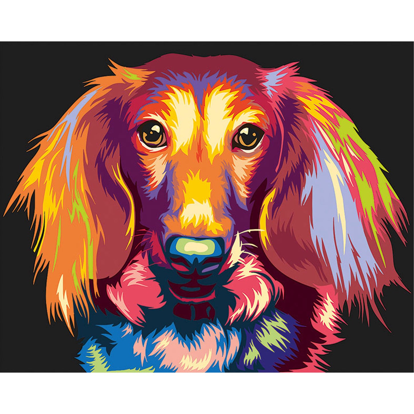 Through the Eyes of a Dachshund