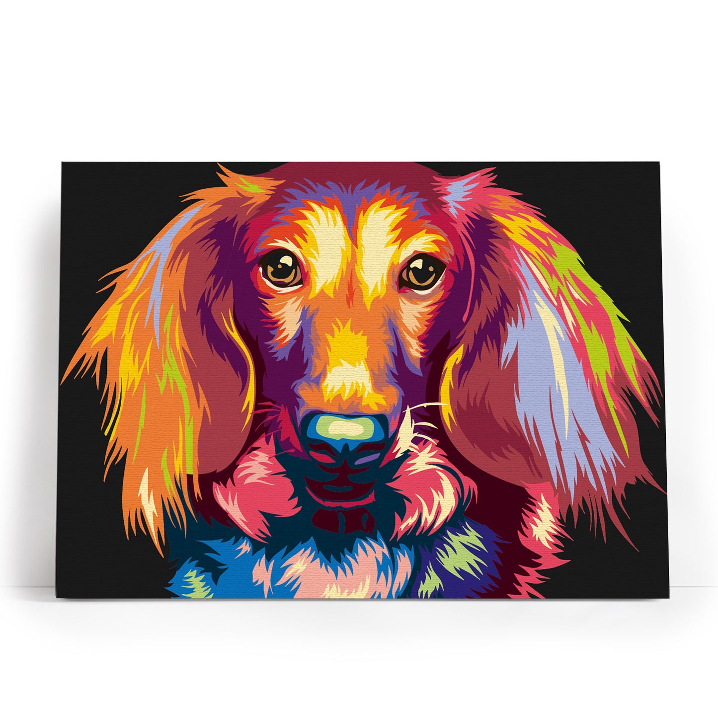 Through the Eyes of a Dachshund
