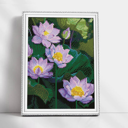 Water Lilies