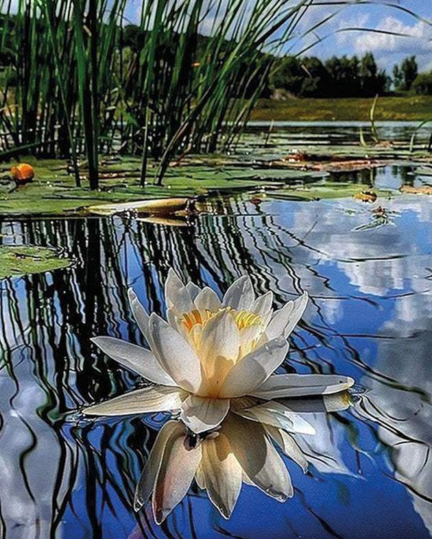 Fragrance of the morning