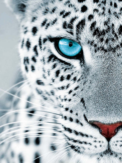 Leopard Stare