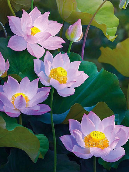 Pure Nature