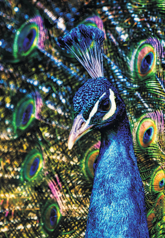 Peacock