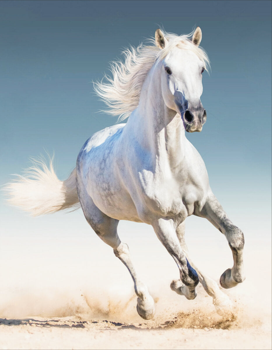 White Horse