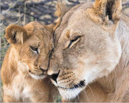 Loving Lioness