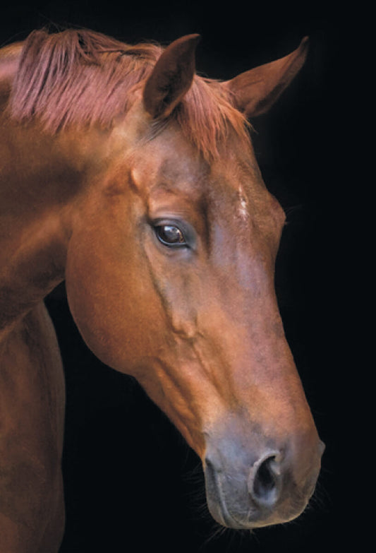Horse in Silence